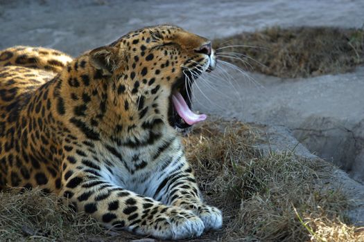 The leopard after dream