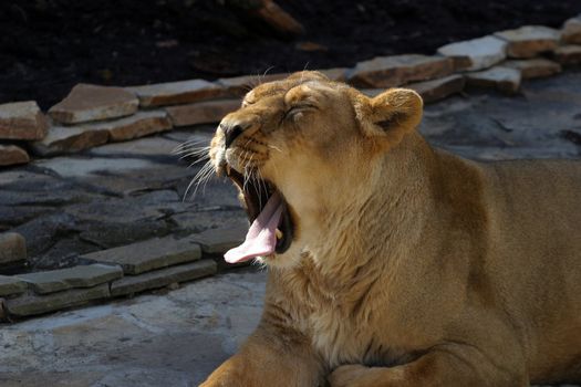 Portrait of a lioness close-up