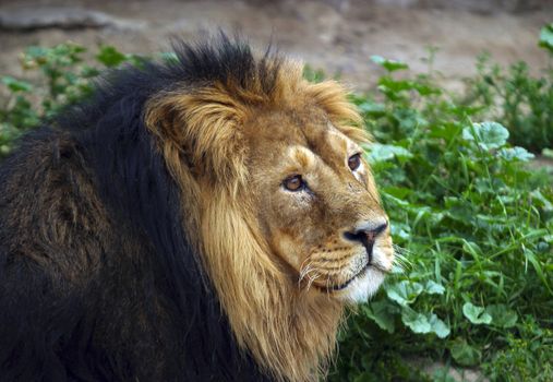 Illustration to magazine about animals. leo - lion, king of predators.