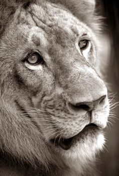Portrait of a lion close-up. Bali a zoo