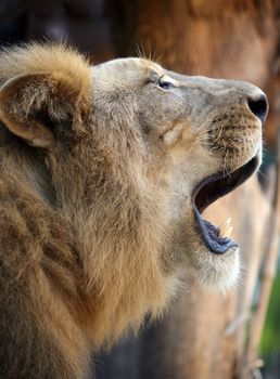 Big lion showing who is the king. Bali a zoo