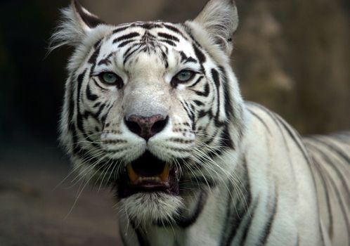 Illustration to magazine about animals. White tiger with an open mouth