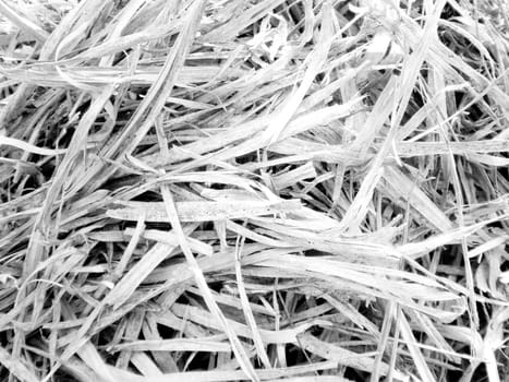 Pile of crisp looking white dried grass