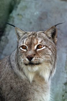 A lynx looking