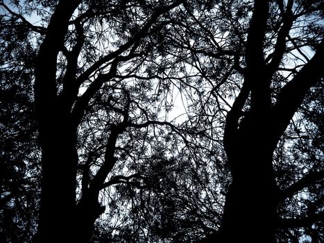 Black trees on a white and blue background