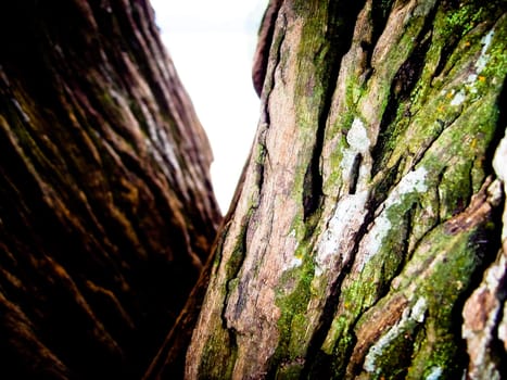 Bark of a tree in green and brown close up 