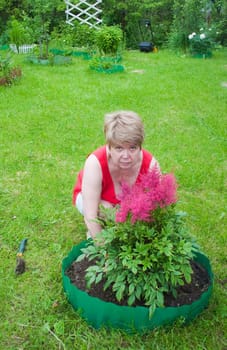 Woman puts flowers astilba