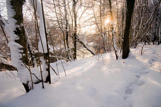 Winter forest sunset, lots of snow