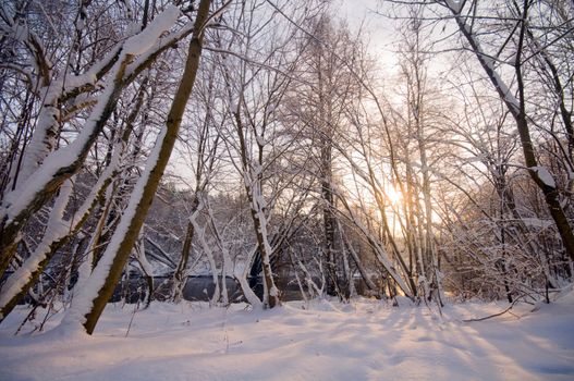 Winter forest sunset, lots of snow