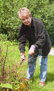 Woman cuts off the bushes in the garden
