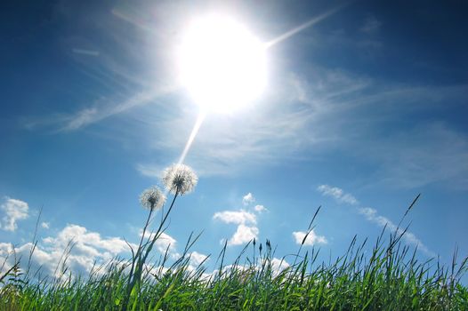 Fresh sunny meadow with dandelions
