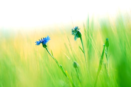 Fresh green meadow and daisy