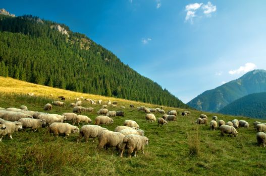 Sheep farm in the mountains. Tatra colorful picture