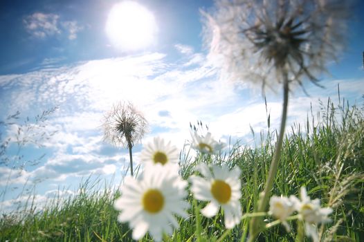 Fresh sunny meadow with dandelions and daisies