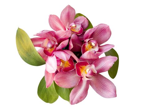 Bouquet of pink orchid isolated on white background