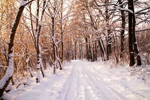 Winter forest sunset, lots of snow