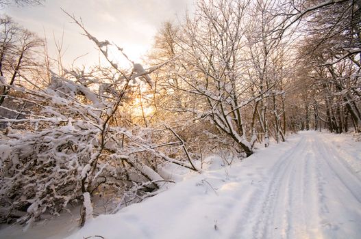 Winter forest sunset, lots of snow