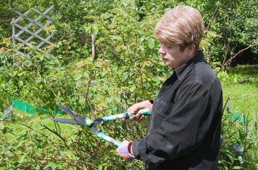 Woman cuts off the bushes in the garden