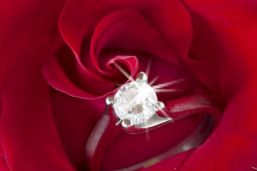 a  red roses and wedding rings on white background