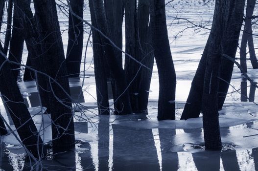 Trees silhouettes in water at dusk