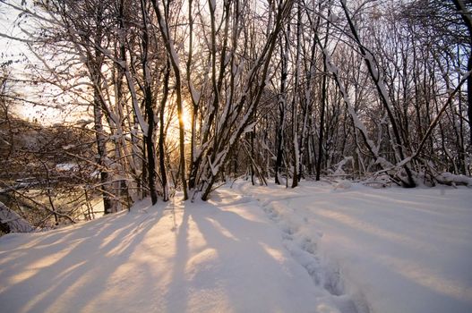 Winter forest sunset, lots of snow