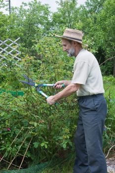 Man cuts off the bushes in the garden