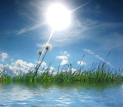 Fresh sunny meadow with dandelions