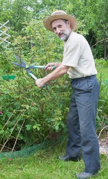 Man cuts off the bushes in the garden