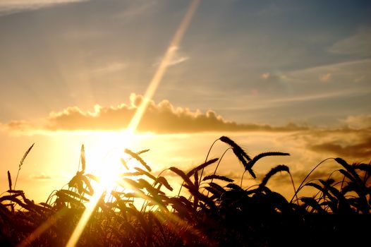 Sunset wheat field scenery background