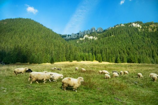 Sheep farm in the mountains. Tatra colorful picture