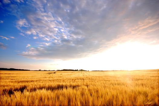 Sunset field scenery before harvest