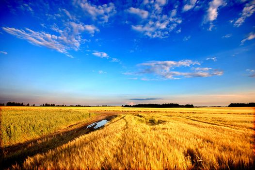 Wheat field ready for harvest
