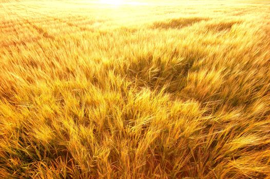 Wheat field ready for harvest background