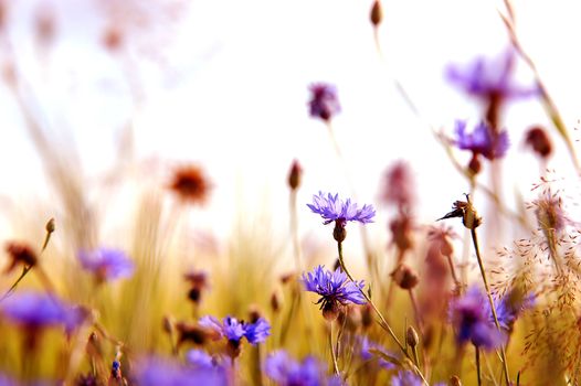 Daisies meadow. Beautiful spring background 