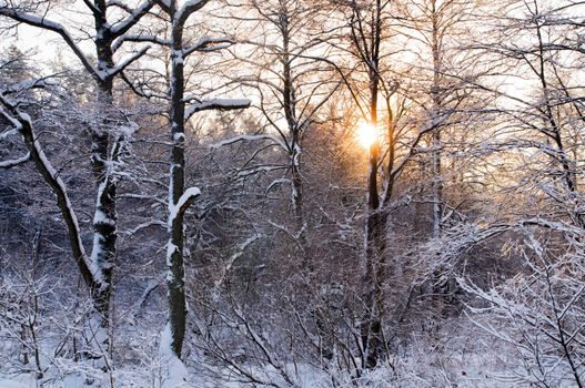 Winter forest sunset, lots of snow