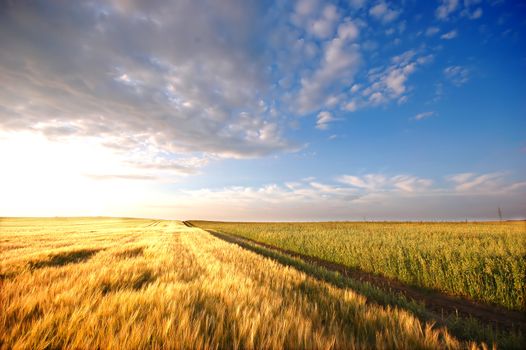 Sunset field scenery before harvest