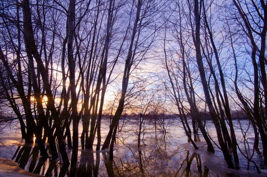 Trees silhouettes in water during sunset
