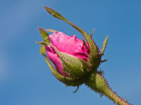 Red rose bud against blue sky
