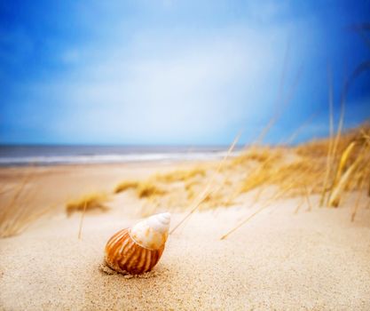Shell on sand on the summer beach. Ocean in the background