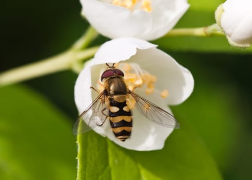 Eristalis tenax on Jasmine flower. Small depth to sharpness