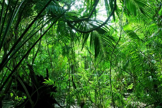 Tropical forest, palm trees in sunlight