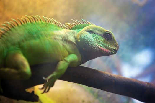 Iguana on a tree branch