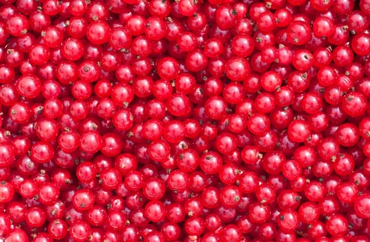 Natural background of berries of a red currant
