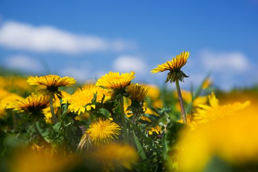 Field of yellow spring flowers - dandelions and blue sky