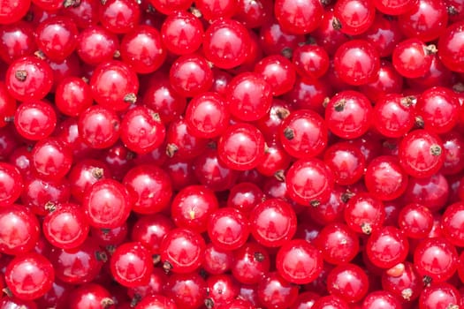 Natural background of berries of a red currant