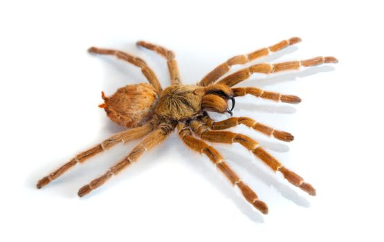 Big hairy spider isolated on white