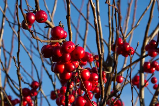 Bright red juicy berries on a winter tree