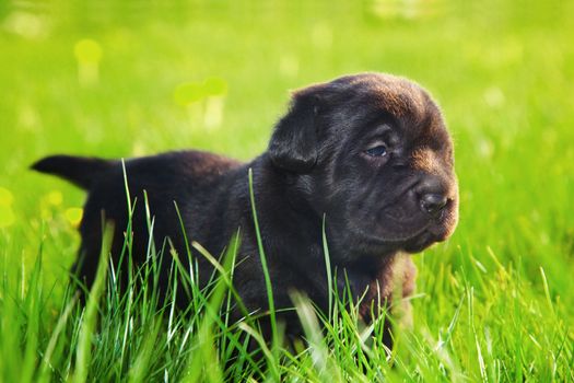 A cute dog, puppy on the grass
