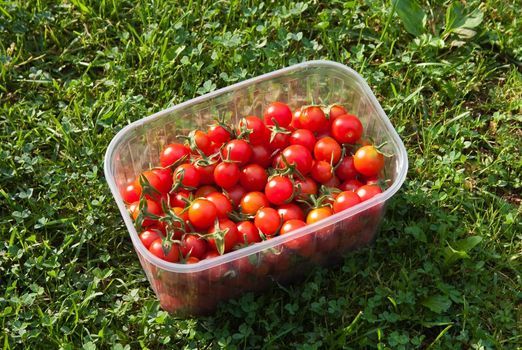 red freshly picked tomatoes
