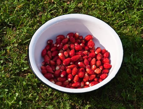 Freshly picked strawberries in the container